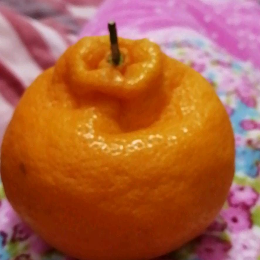 张燕芬