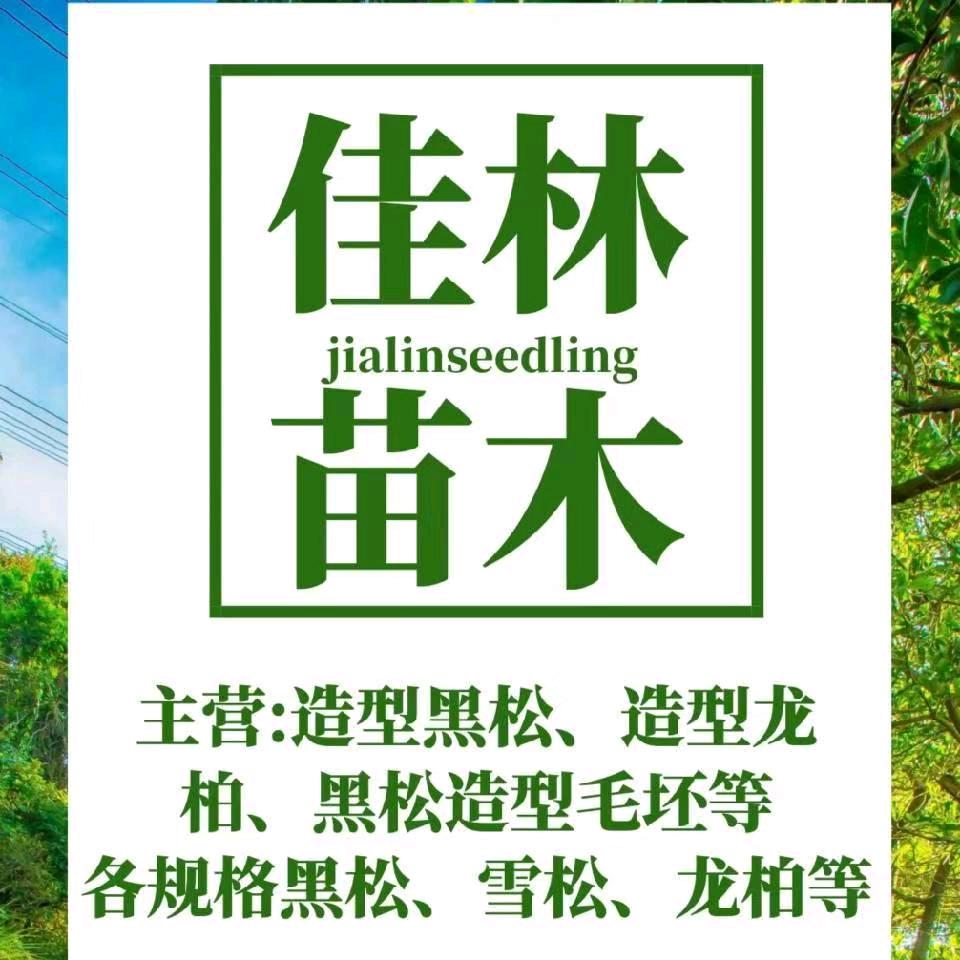 山东佳林造型黑松