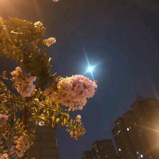 司洛洛洛洛