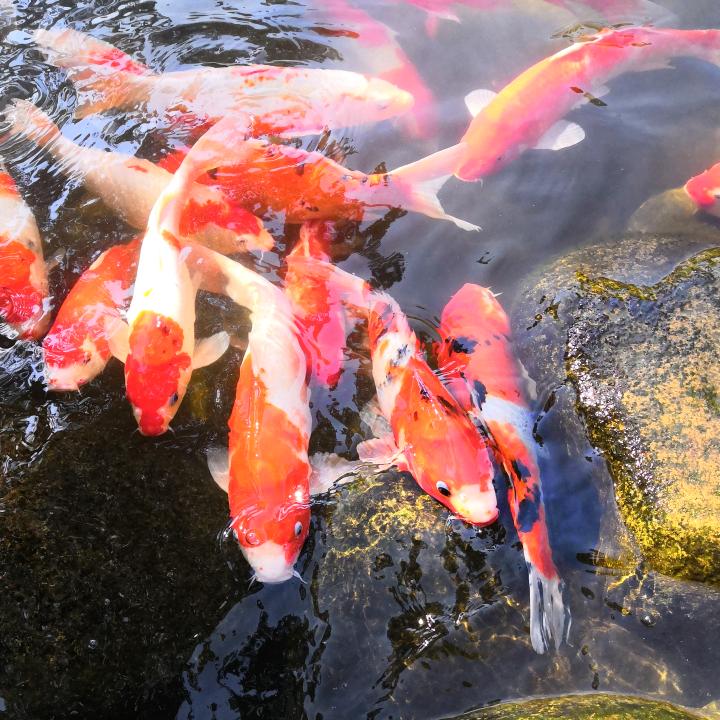 逆水的鱼