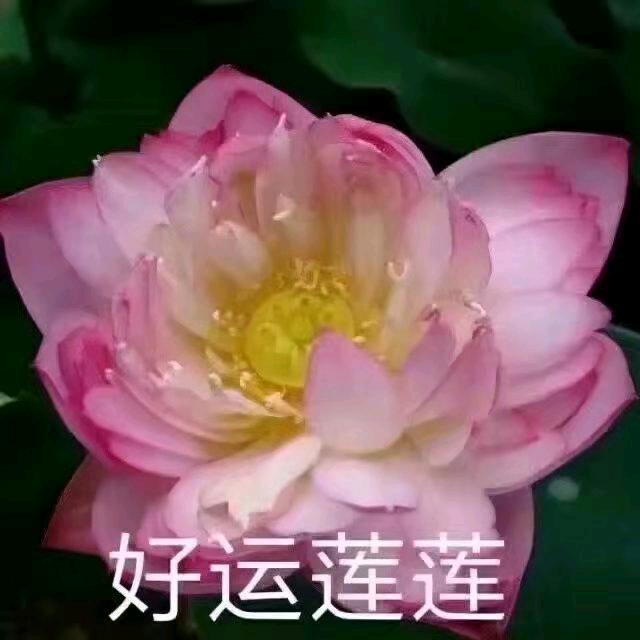 花开富贵✔