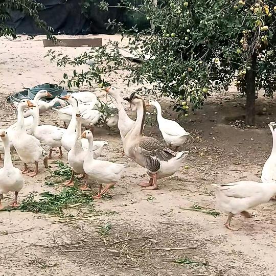 许昌朱寺农庄铁锅炖大鹅
