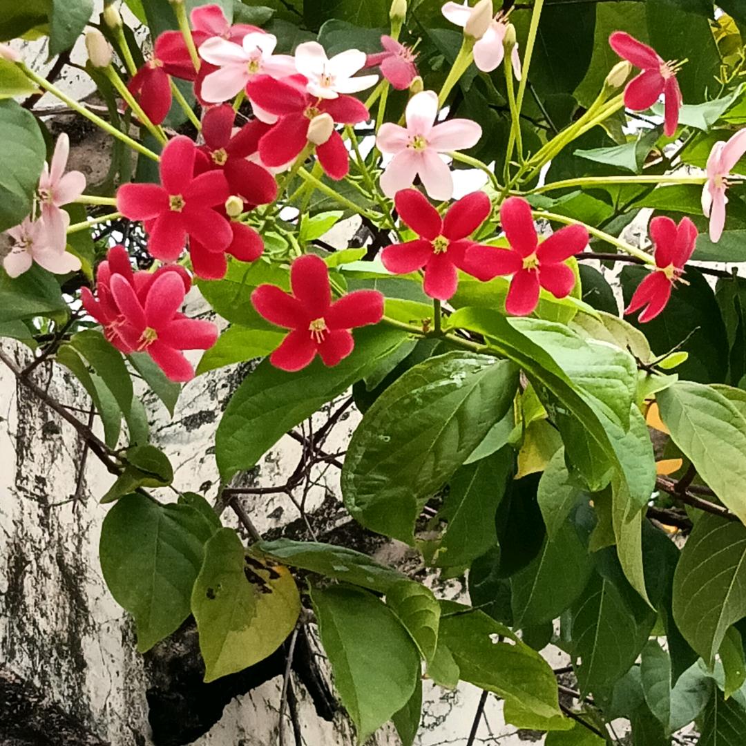 迷茫