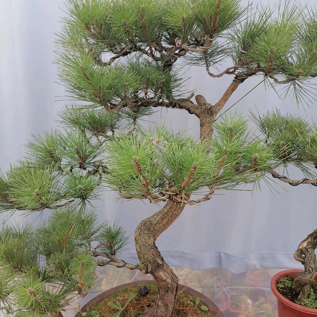 源之景（绿植盆景）