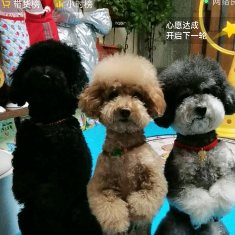 老李头宠物生活