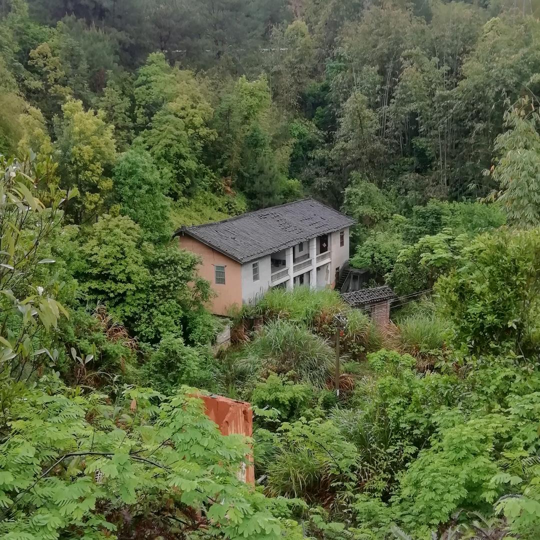 山中雄鹰