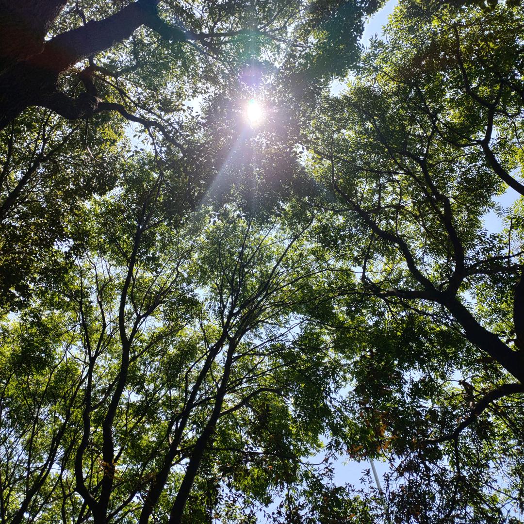 梦想小凡