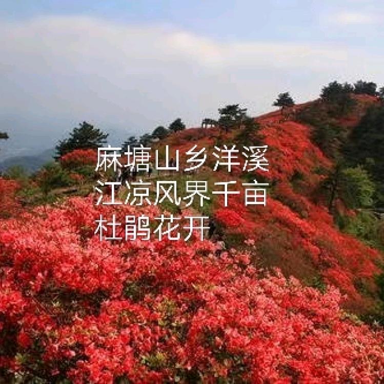 沈移秘方