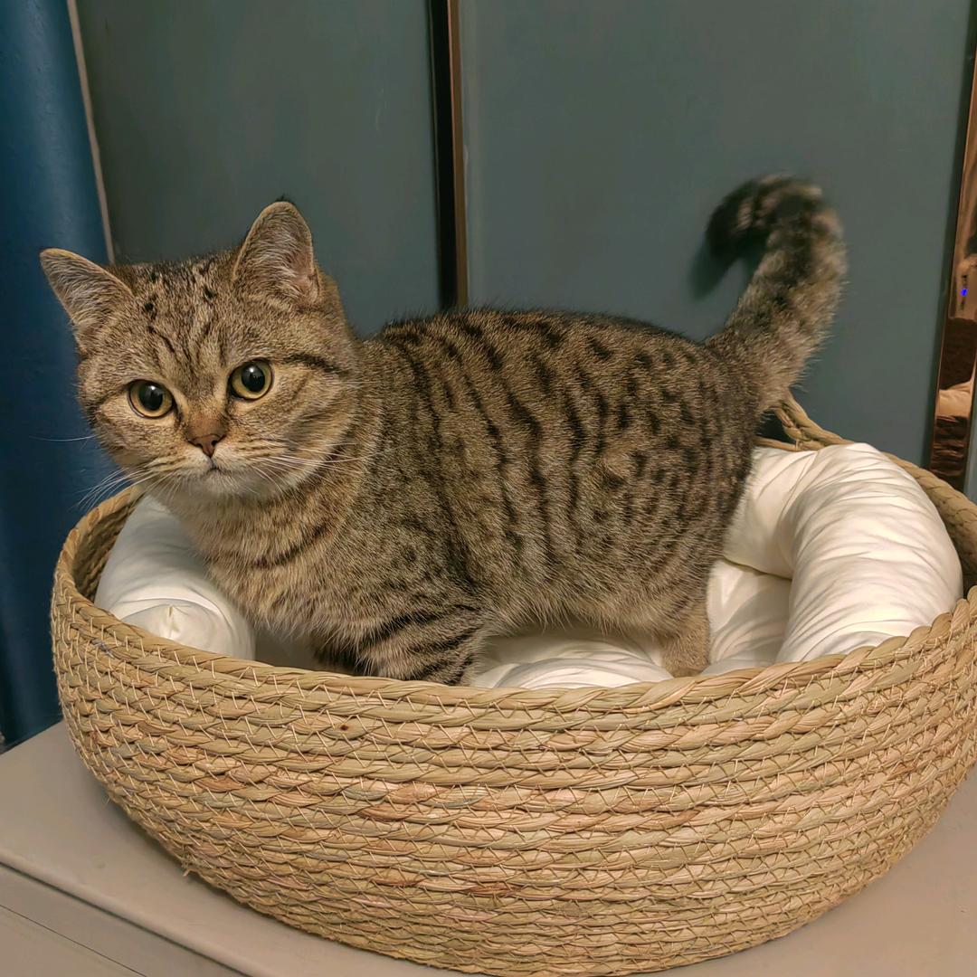 招财猫商贸店