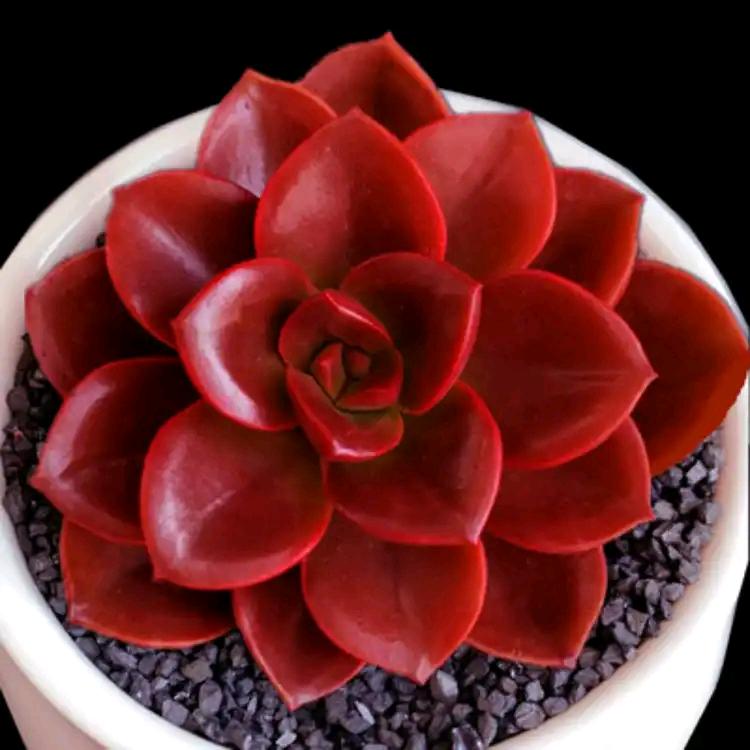 琳🍎琳❤️🌸🍀🦋