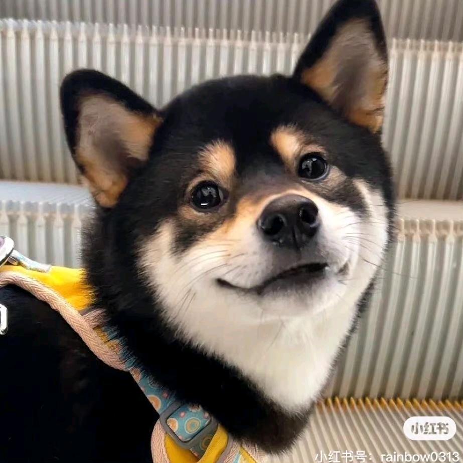 XXXX.（必抢到票版）