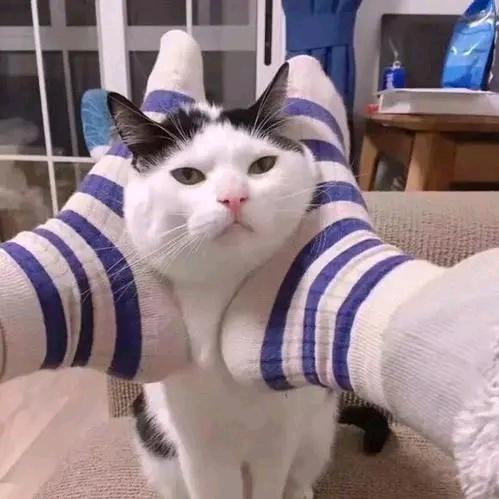 天鹏来了