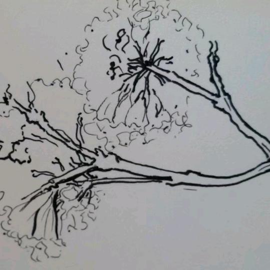织芽