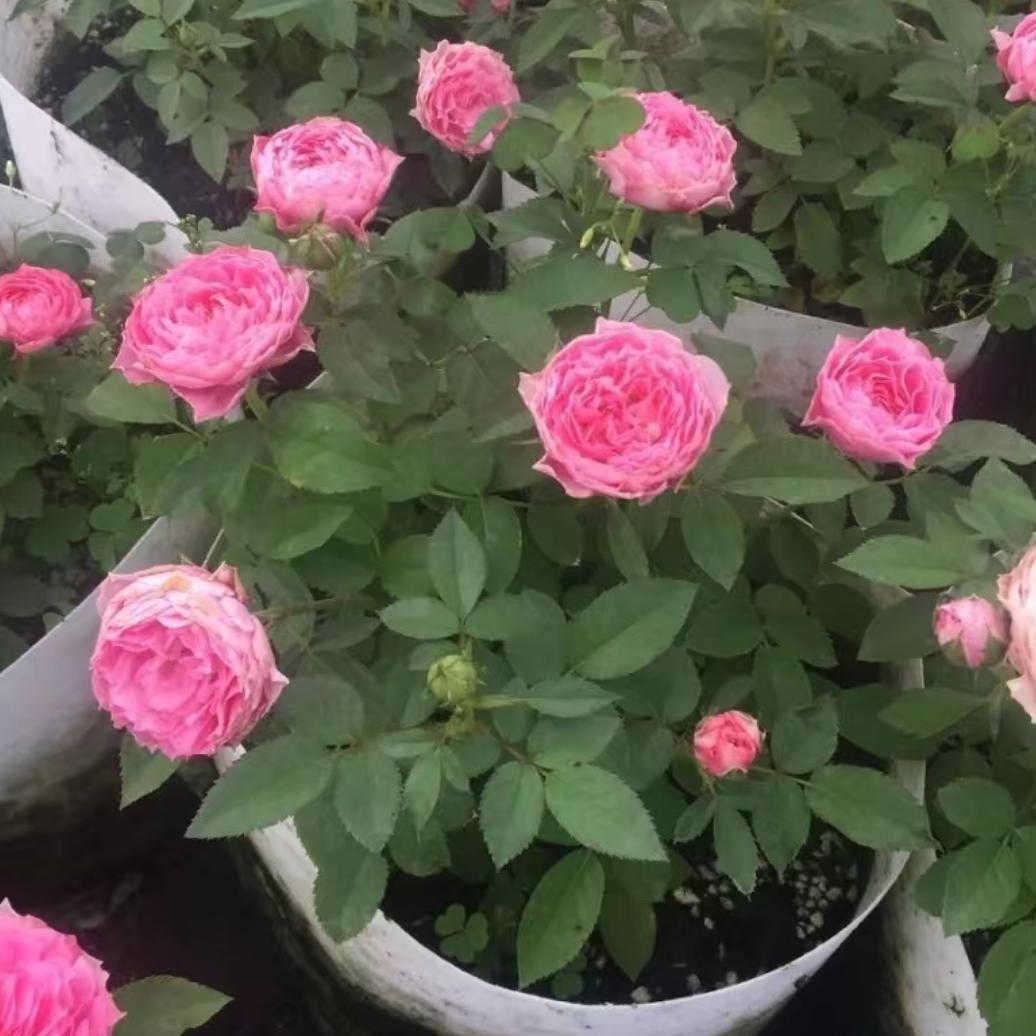 希望 可好  既安好