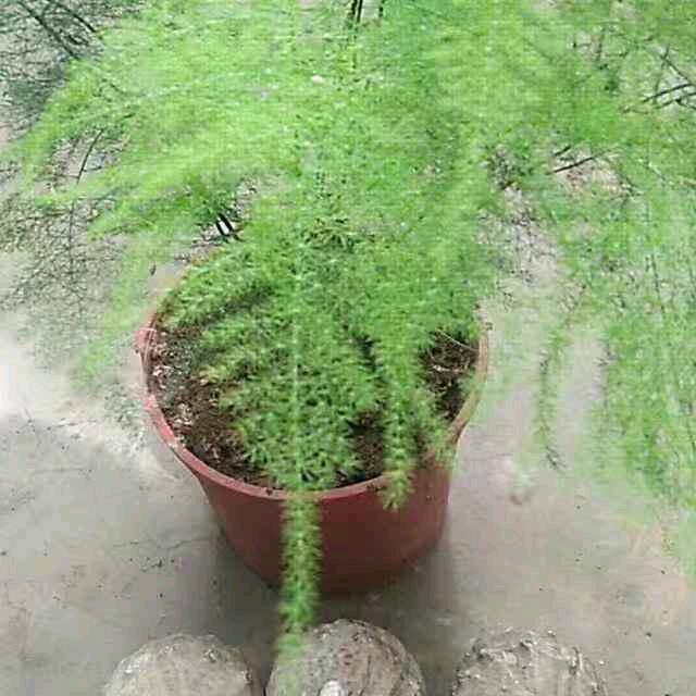 精彩人生