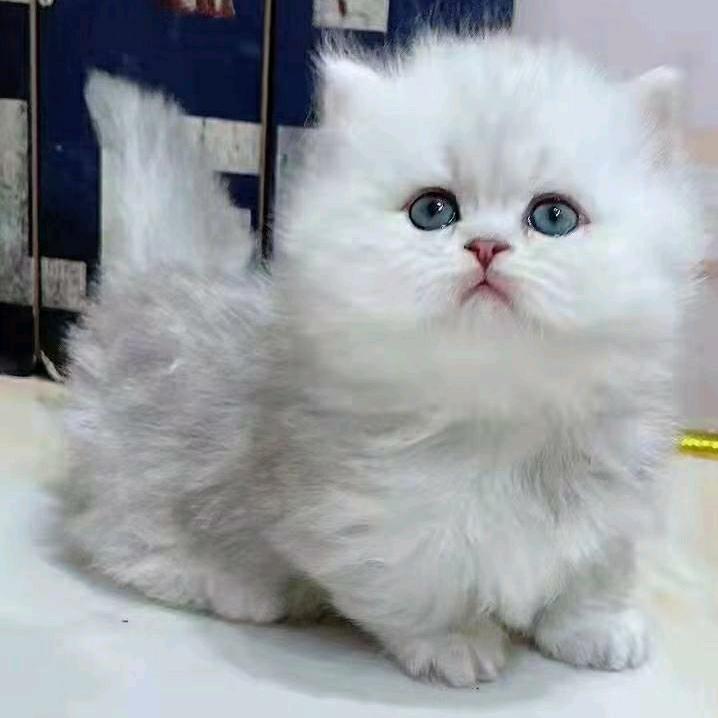 转角遇见🐱喵