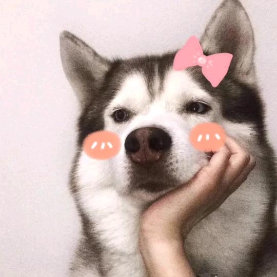 不二就是兔