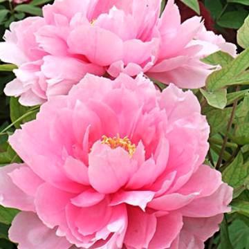 打渗水井，打桩