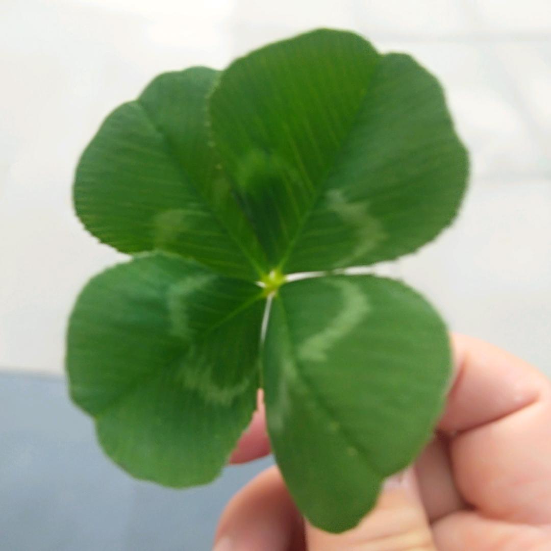 莹莹