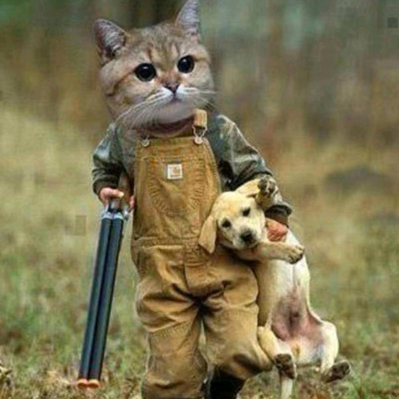 酷猫