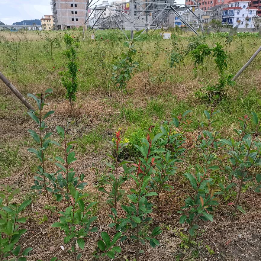 嘟嘟小宝贝