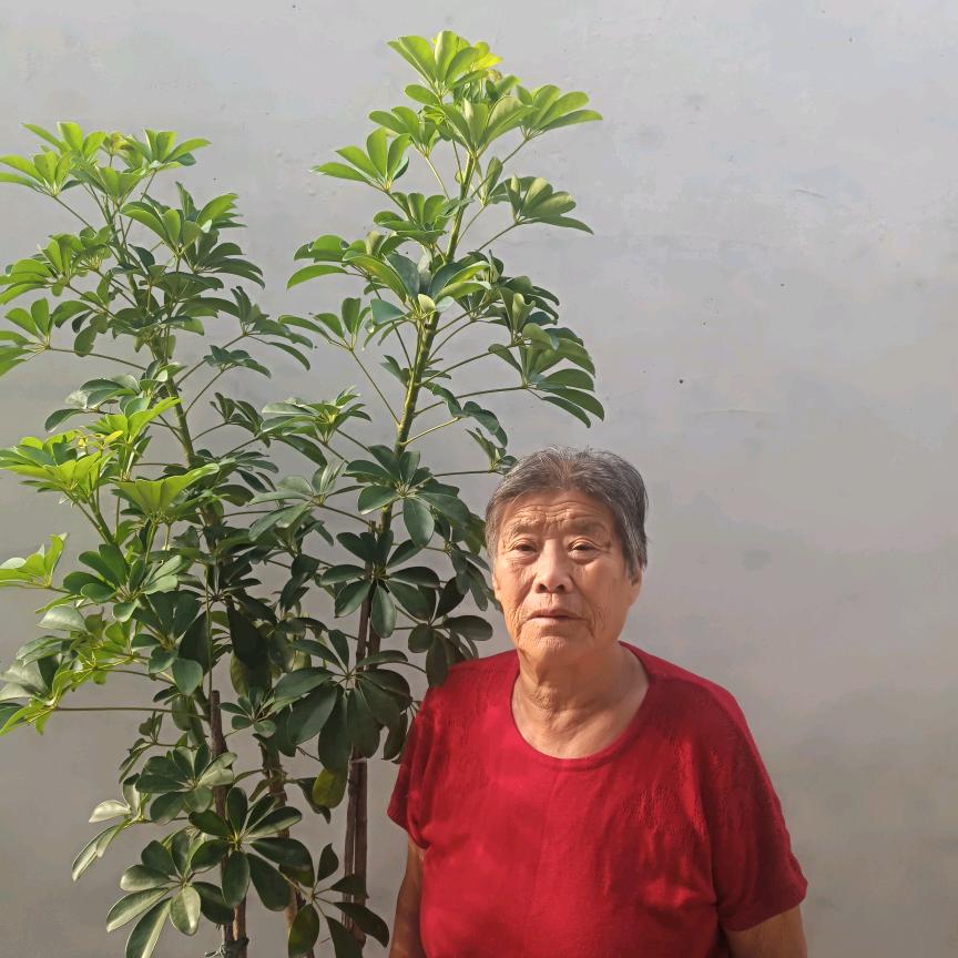 夕陽无限好