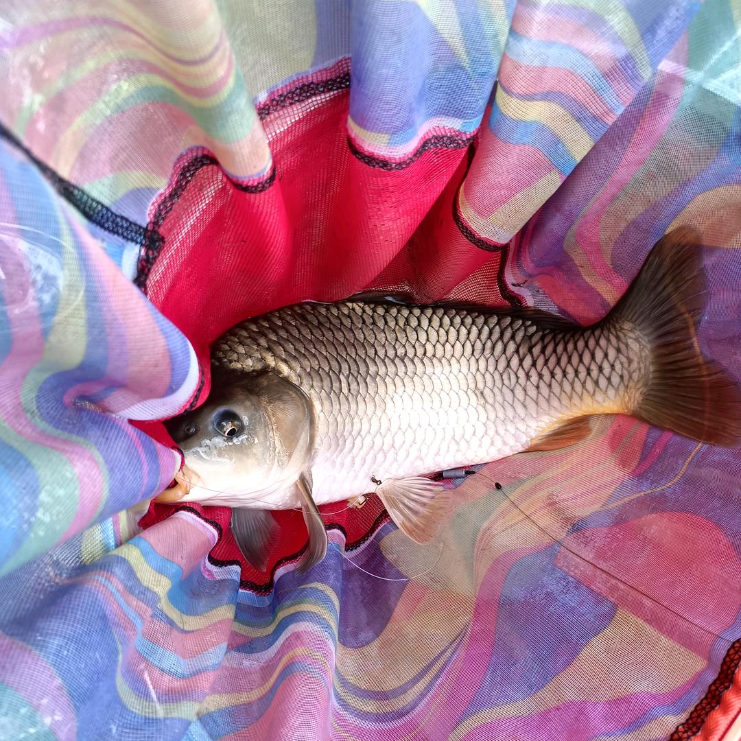 不会钓鱼的小柏🎣