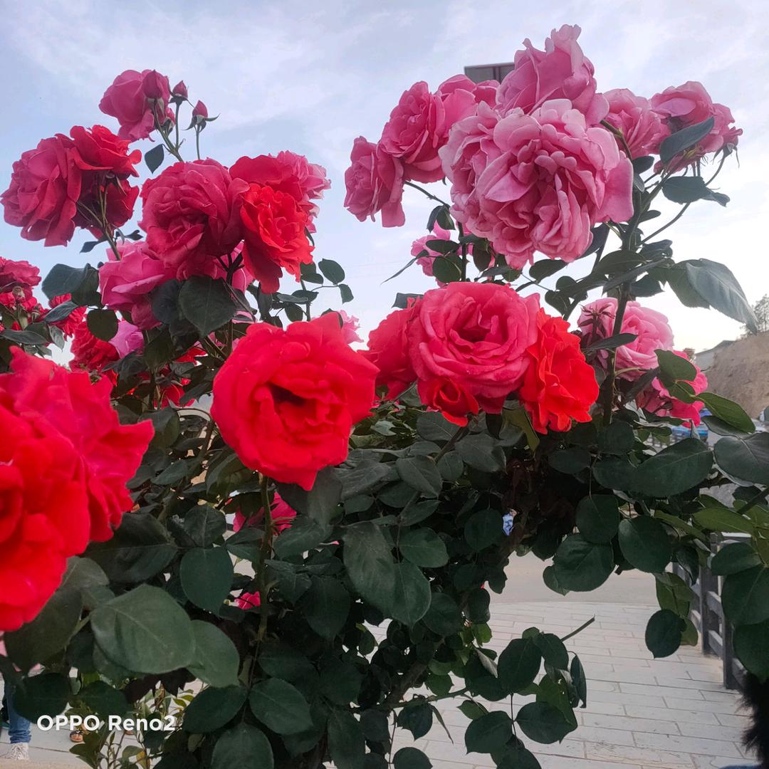 人生如戏🌹🌹