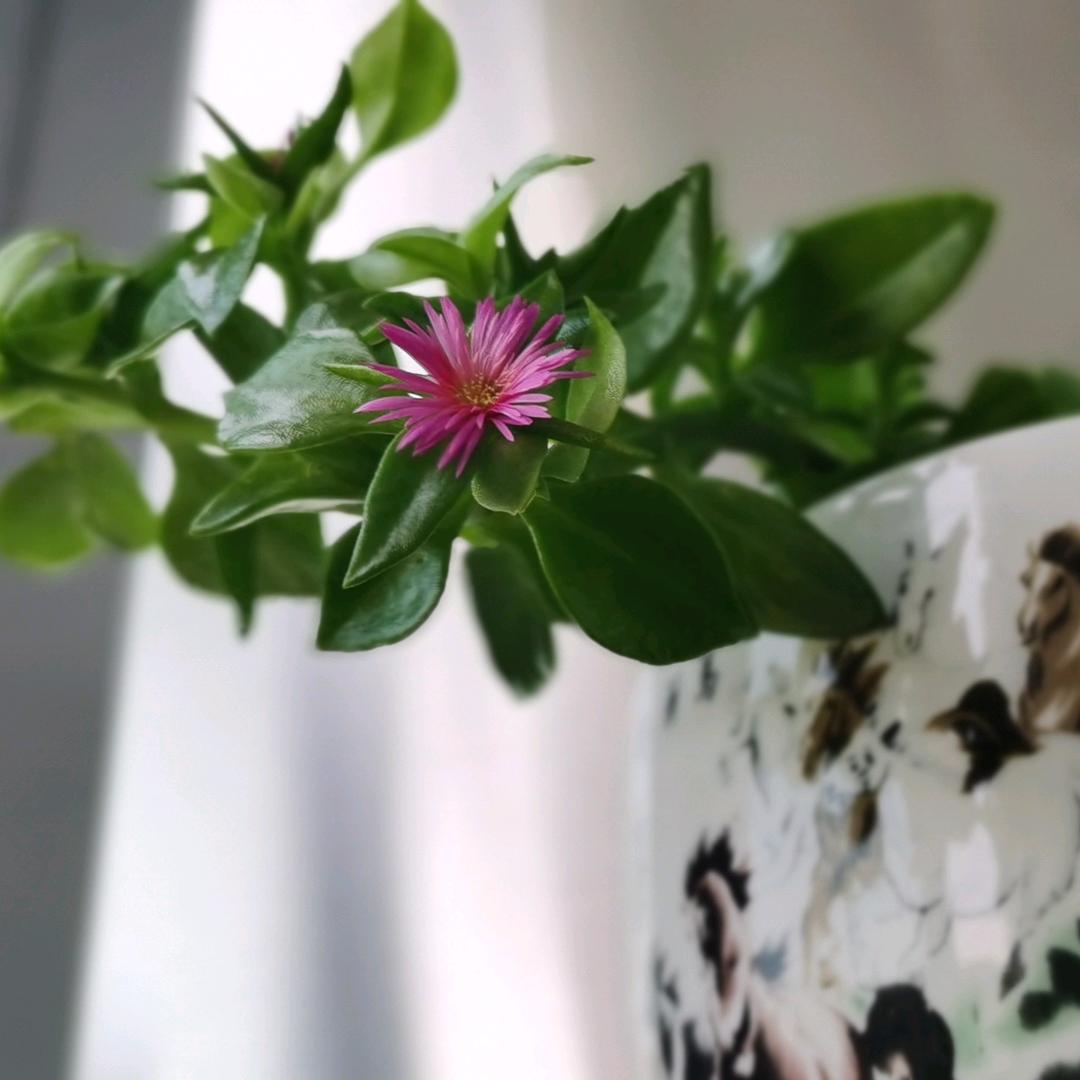淡然如思
