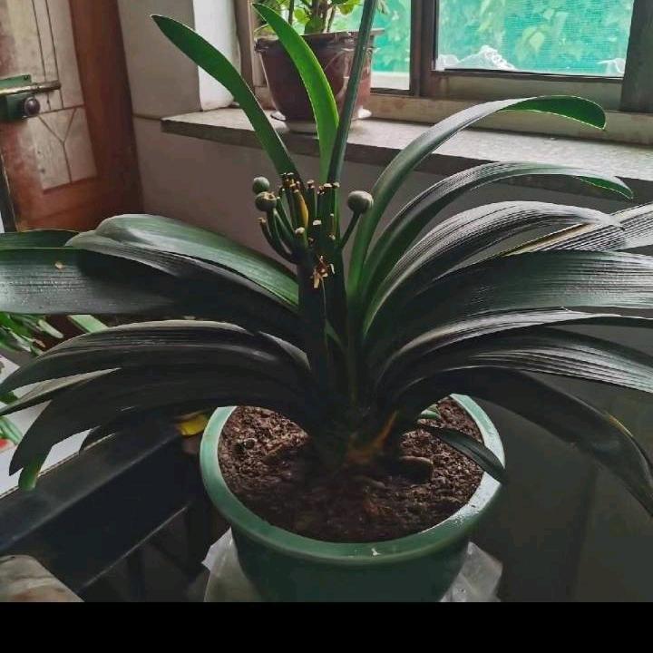 蝴蝶飞飞