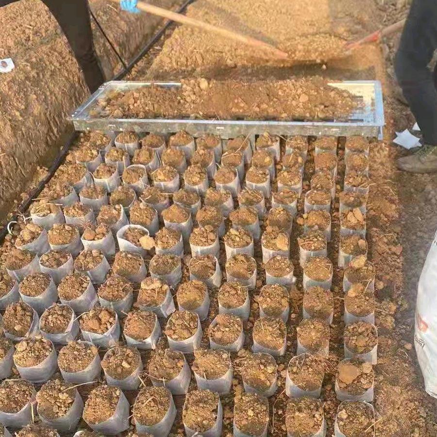 玉荣农具苗圃专用快速装杯工具