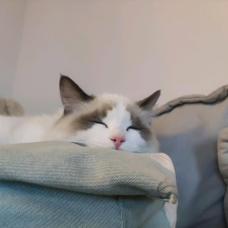 喵喵酱ʕ ᵔᴥᵔ ʔ