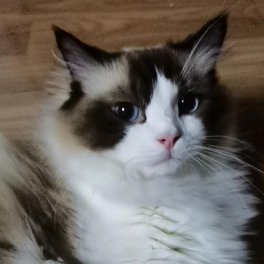 肉肉多🌲🌲🌲