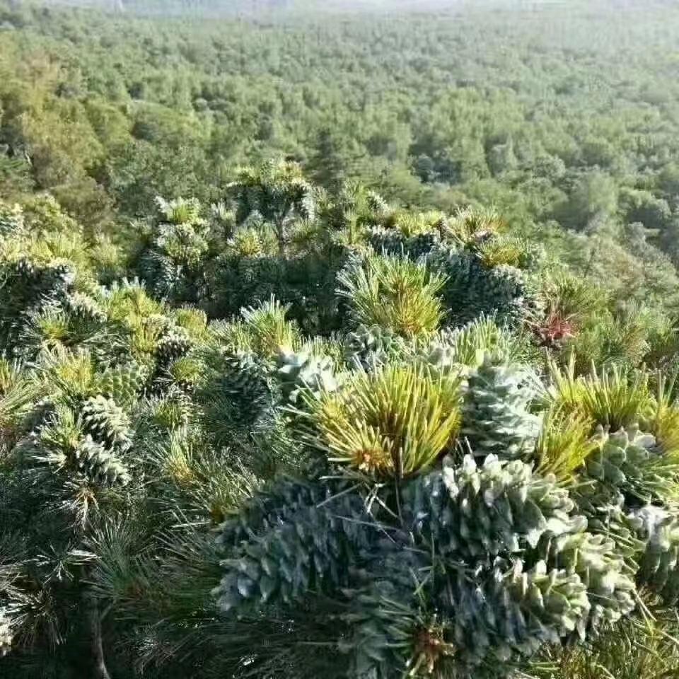 山人。自有妙计