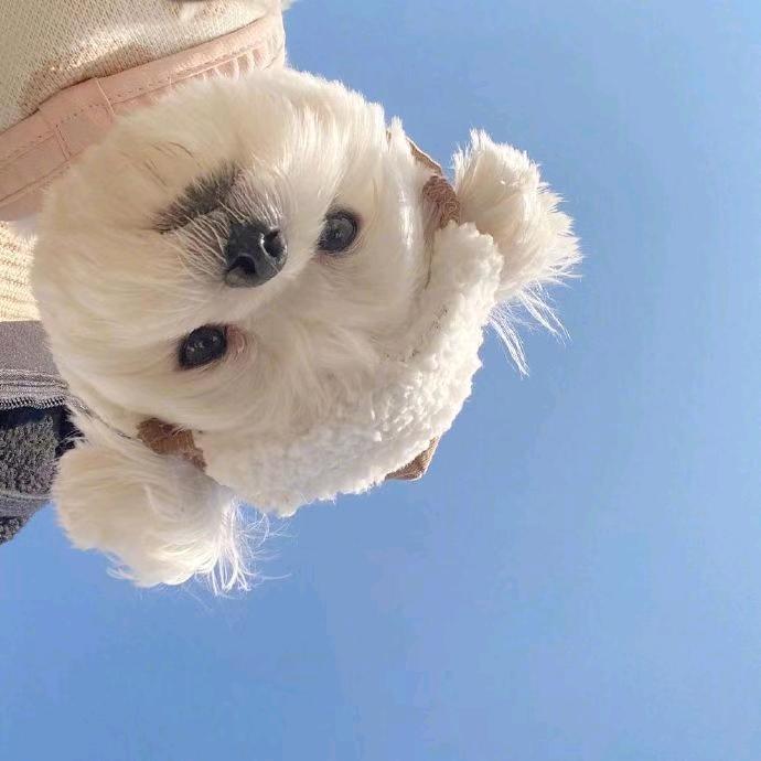 黑胡椒