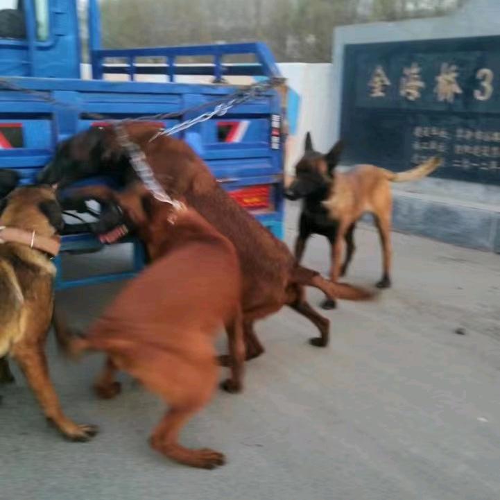 老劉头犬社