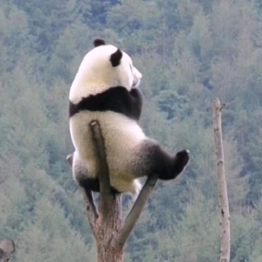 。大帝。。