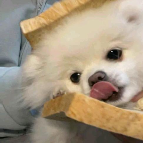 爱喝水的狗狗酱