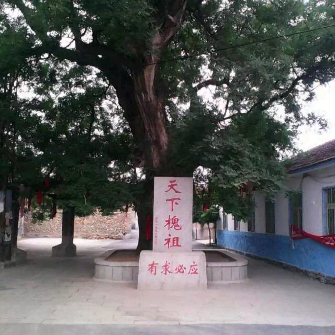 大鸡大利