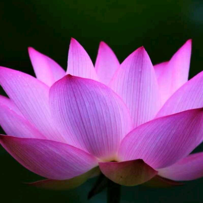 💞荷ღ᭄之꧔ꦿ᭄语💞