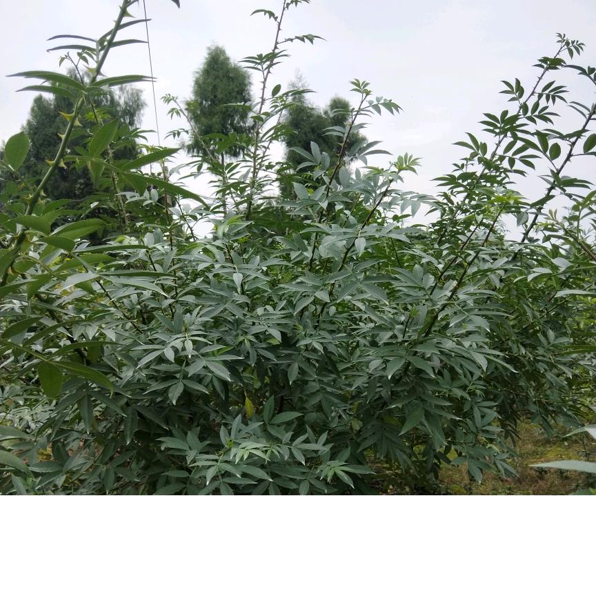 资中县吴文斌种植场