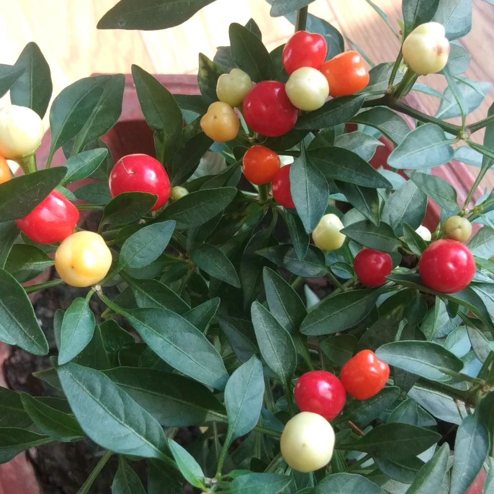 太上皇钦点御医