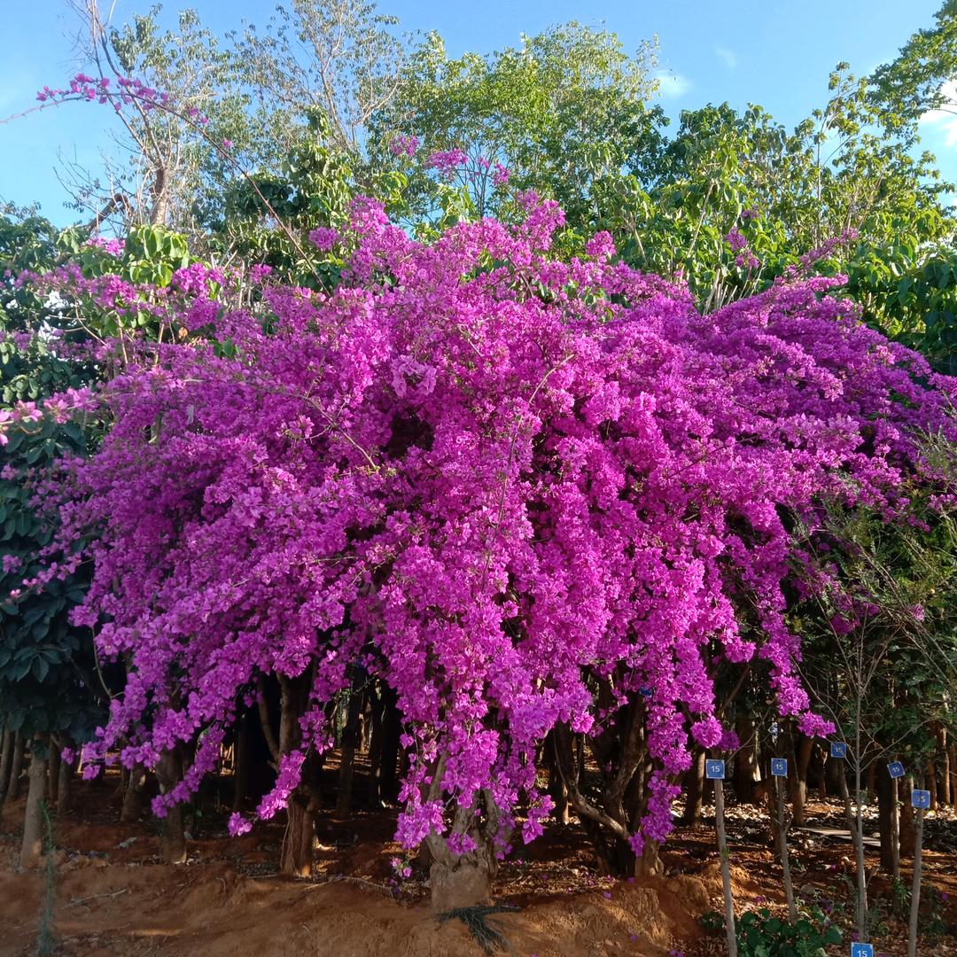 菊
