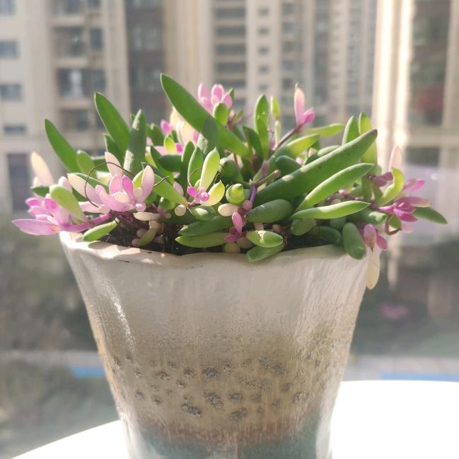 树小姐头像
