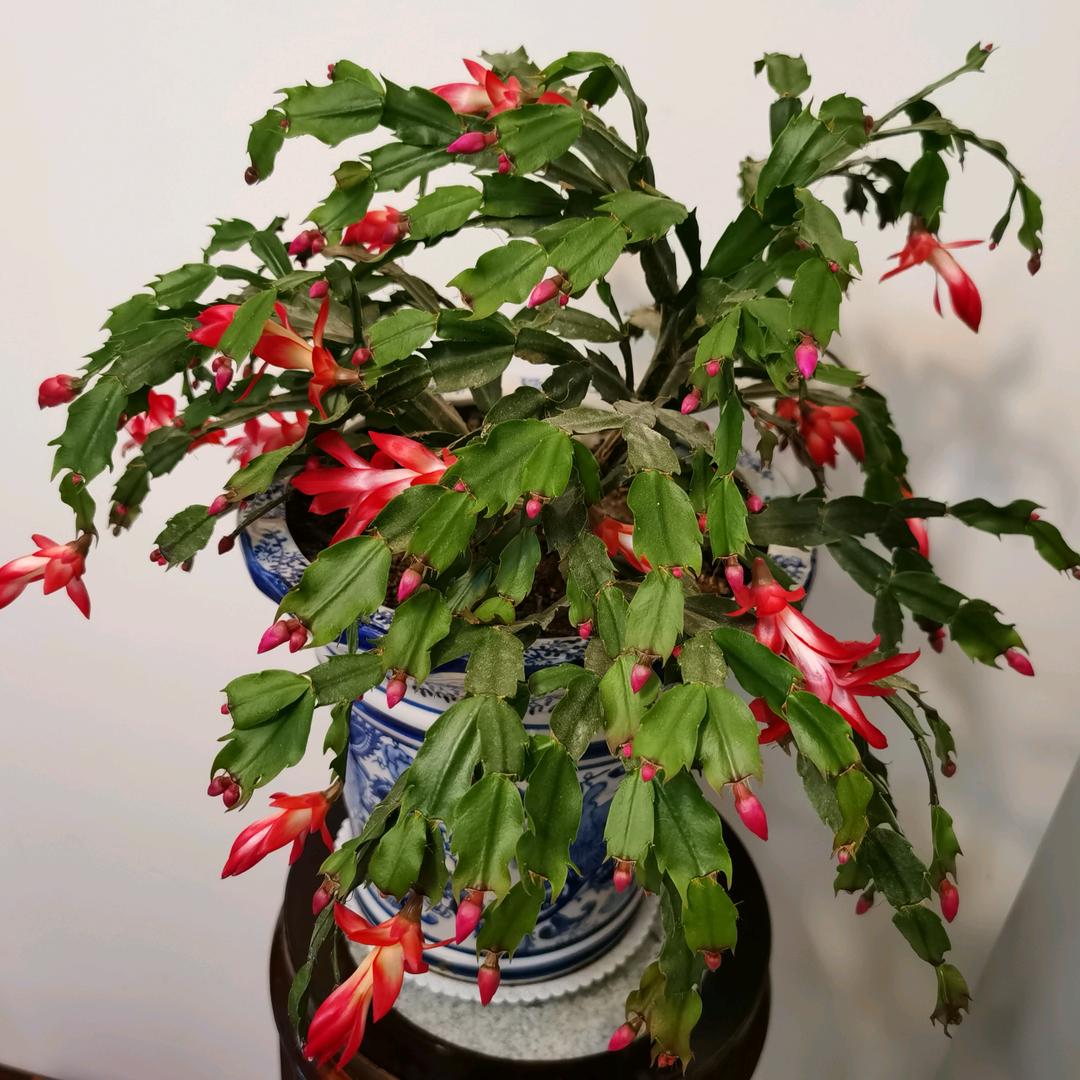 昆嵛龙石晒字新人