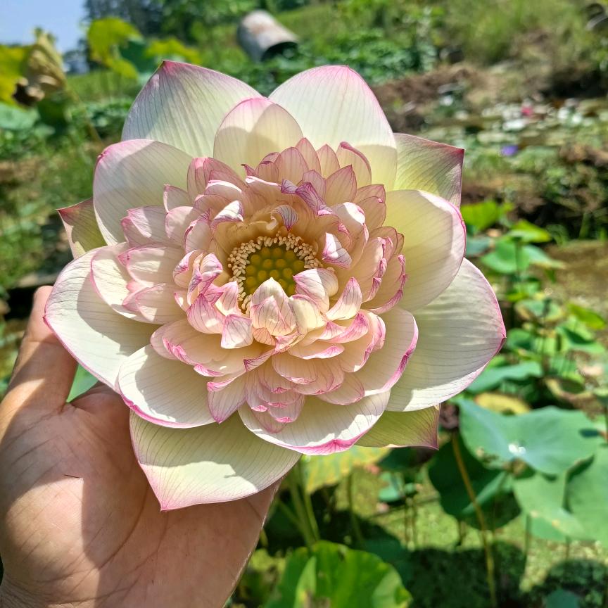 连城荷老周