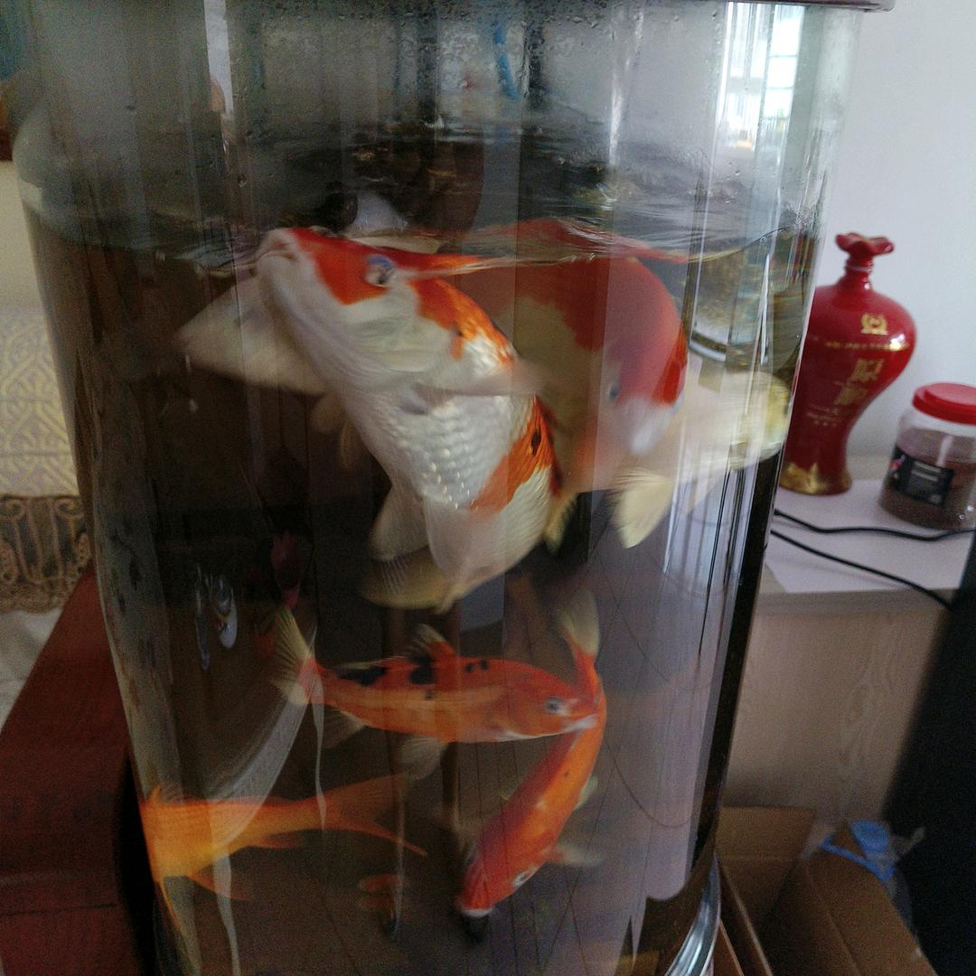 鱼儿得水