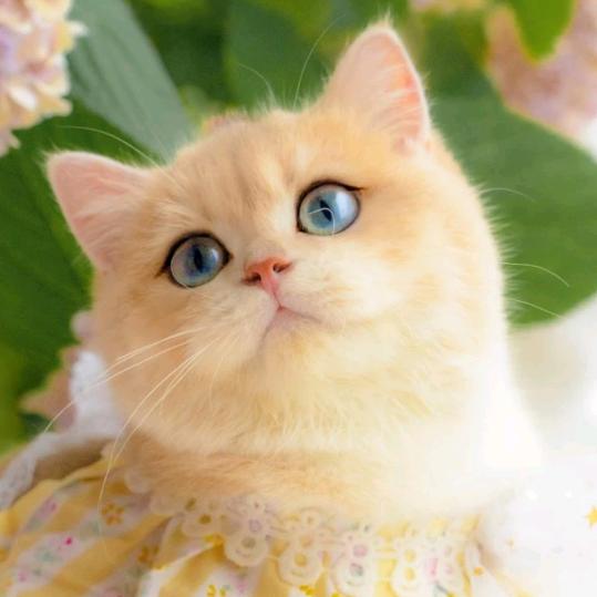 猫爷爷