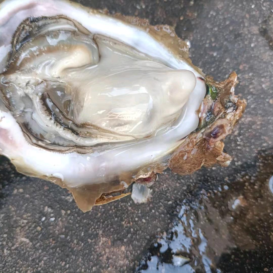 秀海