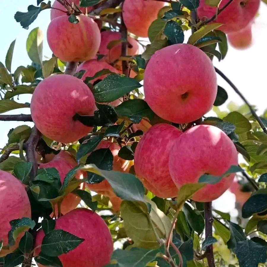 ☞小乔☜之西域